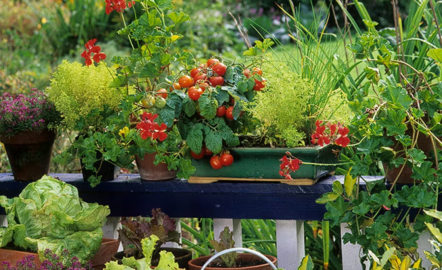 garden