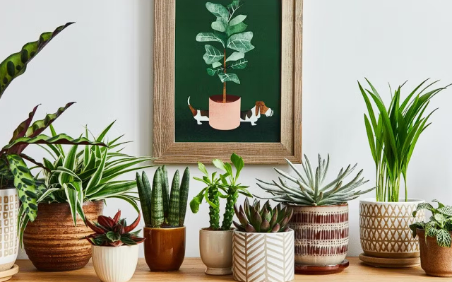 indoor plants